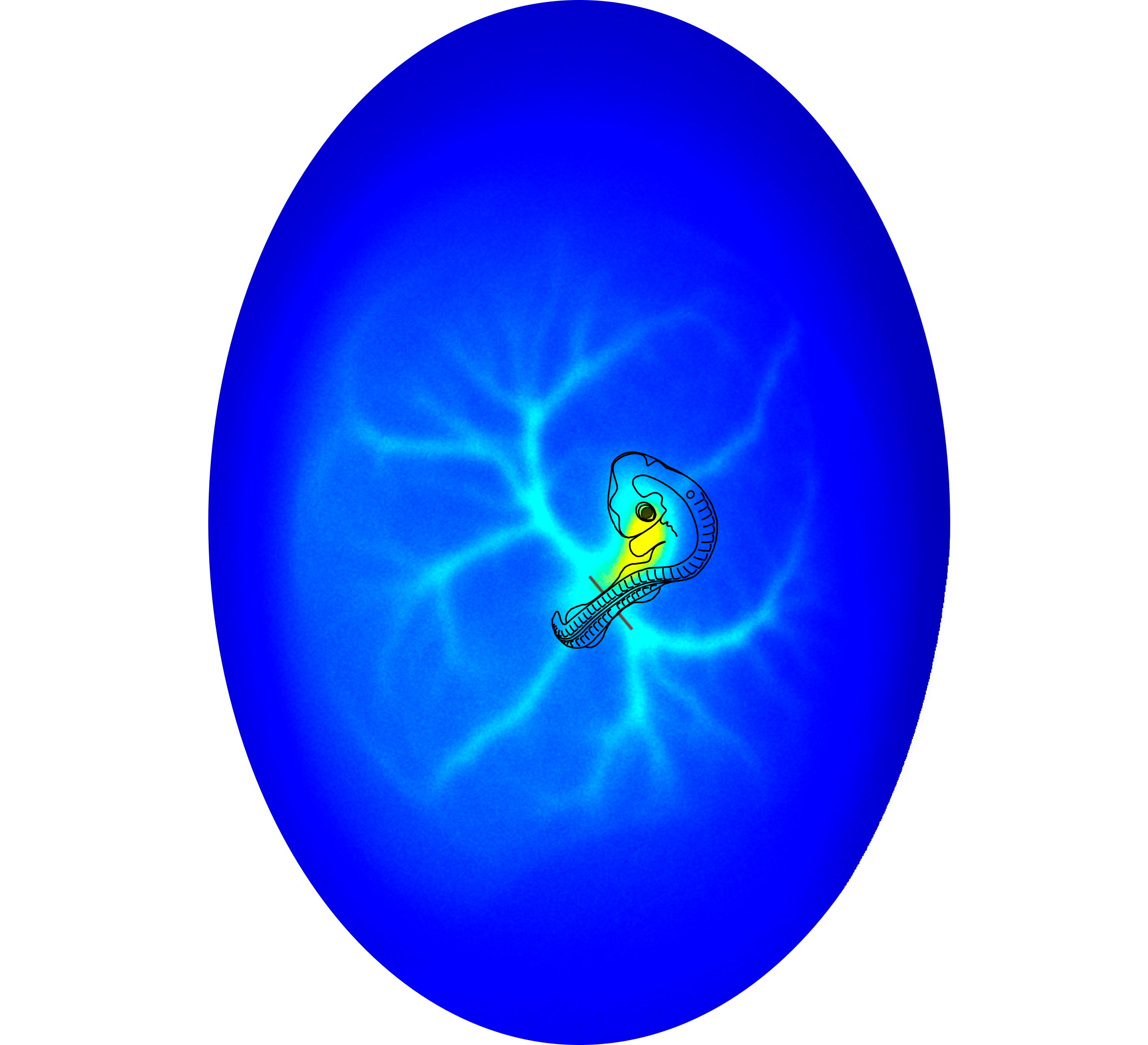 25_nifedipine_paper_image