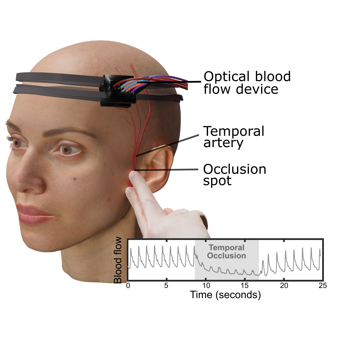 27_temporal_occlusion_paper