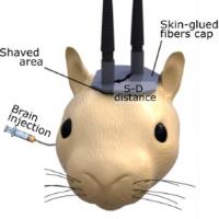 30_Rat_SCOS_brain_CBV_injection